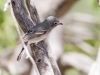 Plumbeous Vireo