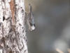 White-breasted Nuthatch