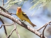 Western Tanager