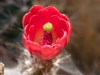 Scarlet Hedgehog Cactus