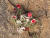 Scarlet Hedgehog Cactus