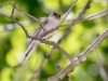 Yellow-eyed Junco