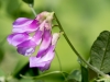 American Vetch