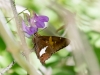 Silver-spotted Skipper