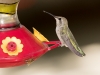 Black-chinned Hummingbird