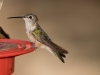 Broad-tailed Hummingbird