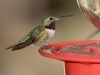 Broad-tailed Hummingbird